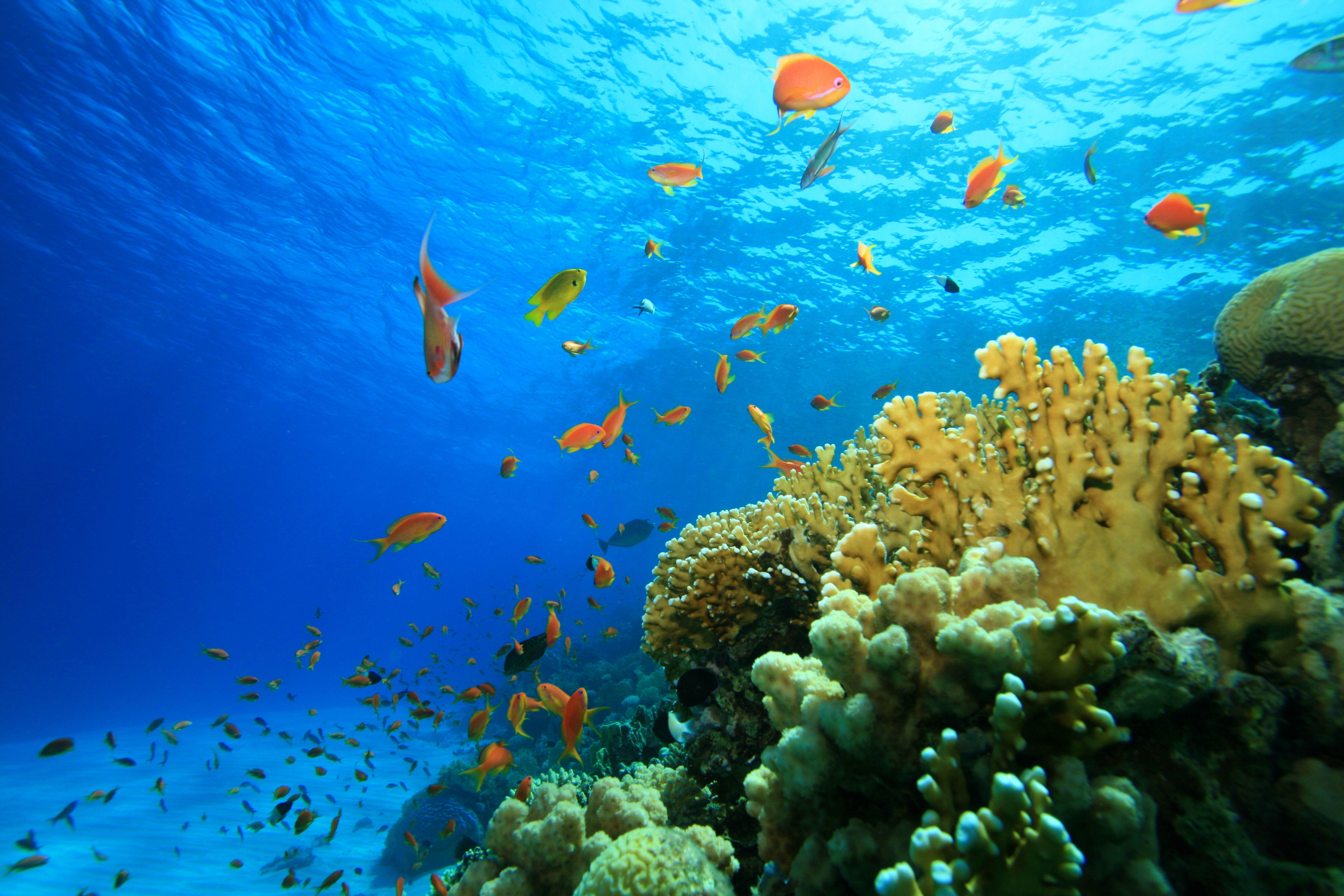 Coral Reef 4K Wallpapers - Top Free Coral Reef 4K Backgrounds ...