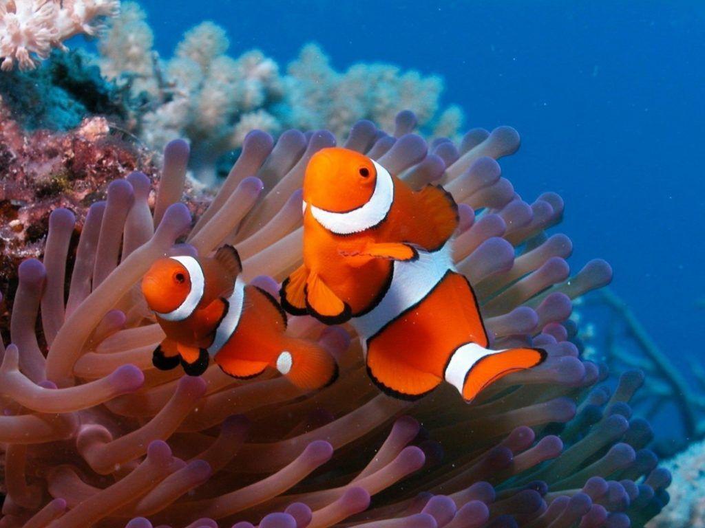1024x768 Clone fish on coral reef wide HD 4K wallpaper 6