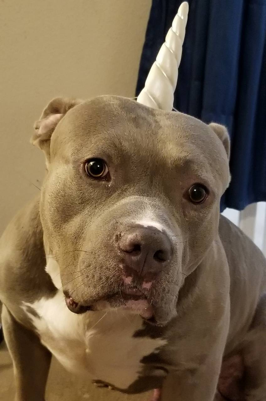 Dog Unicorn Wallpapers Top Free Dog Unicorn Backgrounds WallpaperAccess