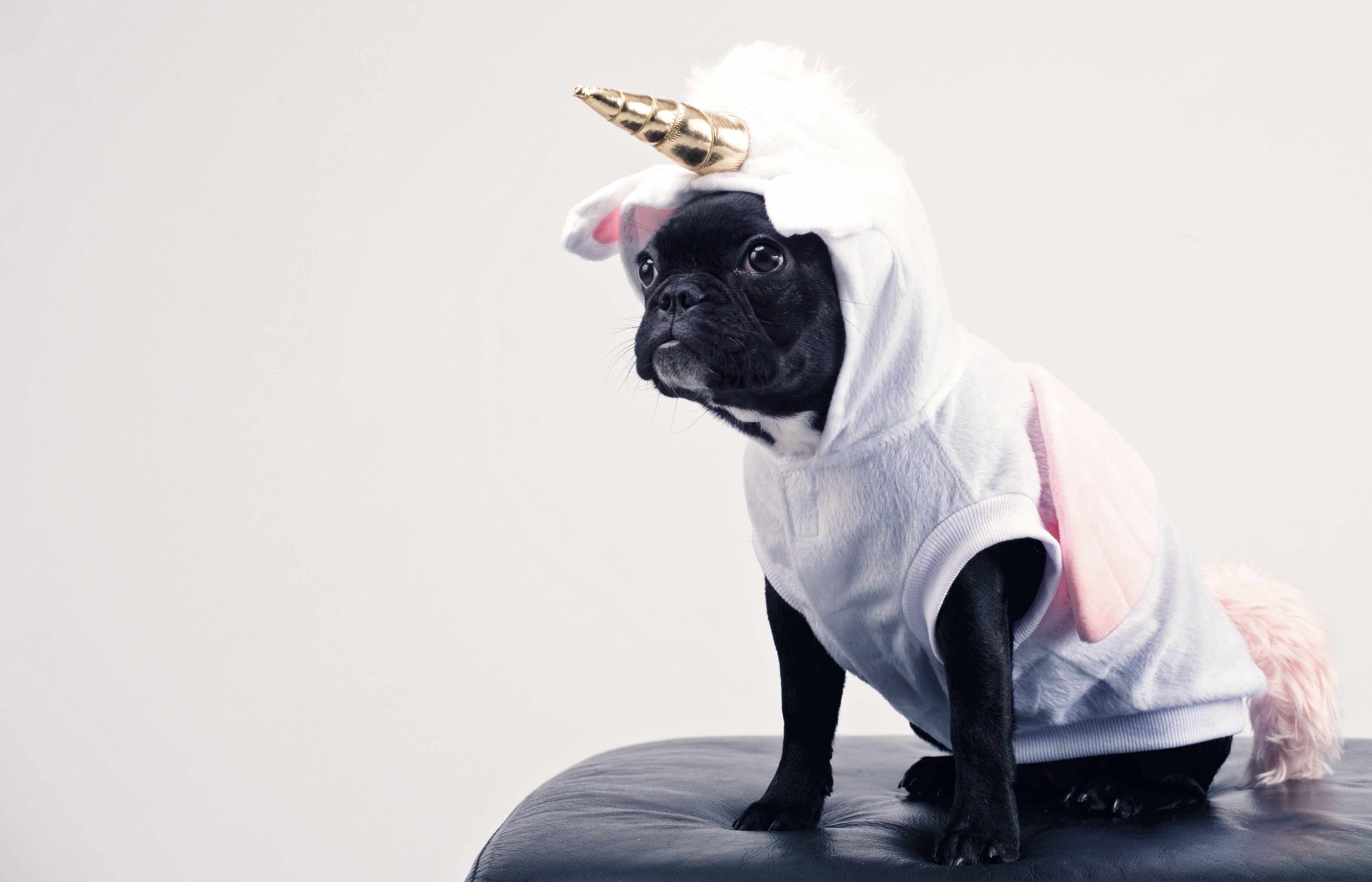 4692x3016 Boston Terrier Wearing Unicorn Pet Costume · Free