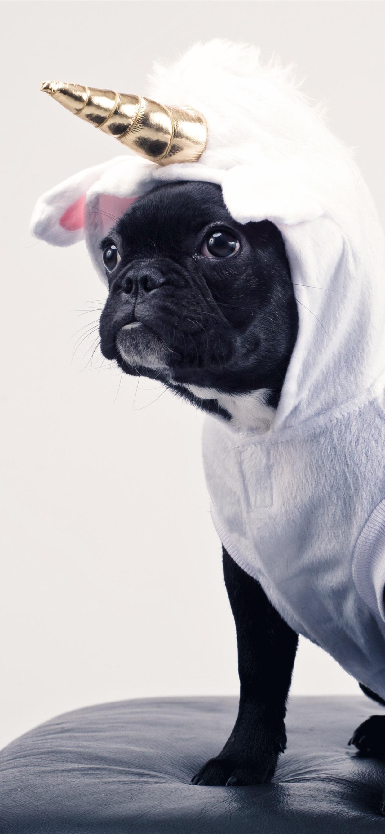 Dog Unicorn Wallpapers - Top Free Dog Unicorn Backgrounds - WallpaperAccess