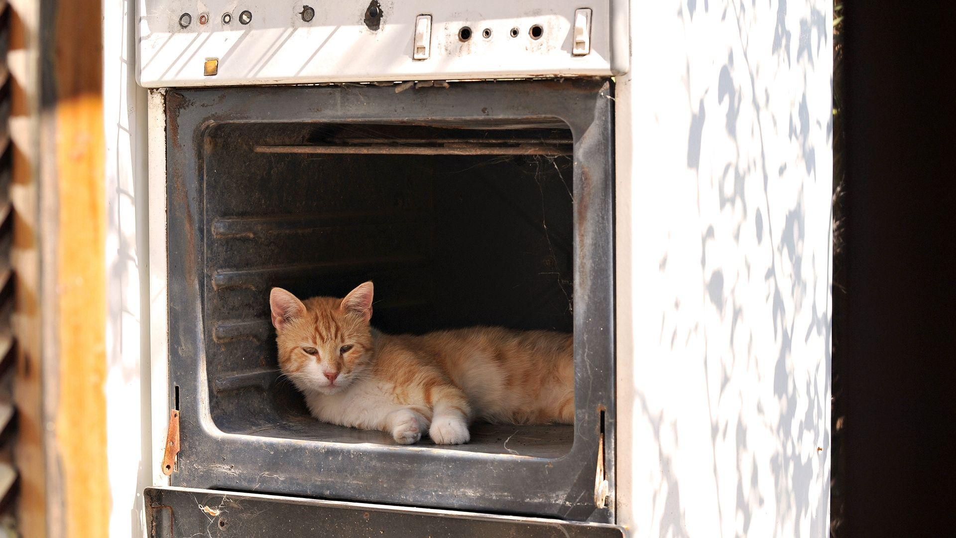 1920x1080 Download wallpaper 1920x1080 cat, stove, old, oven, lie HD background