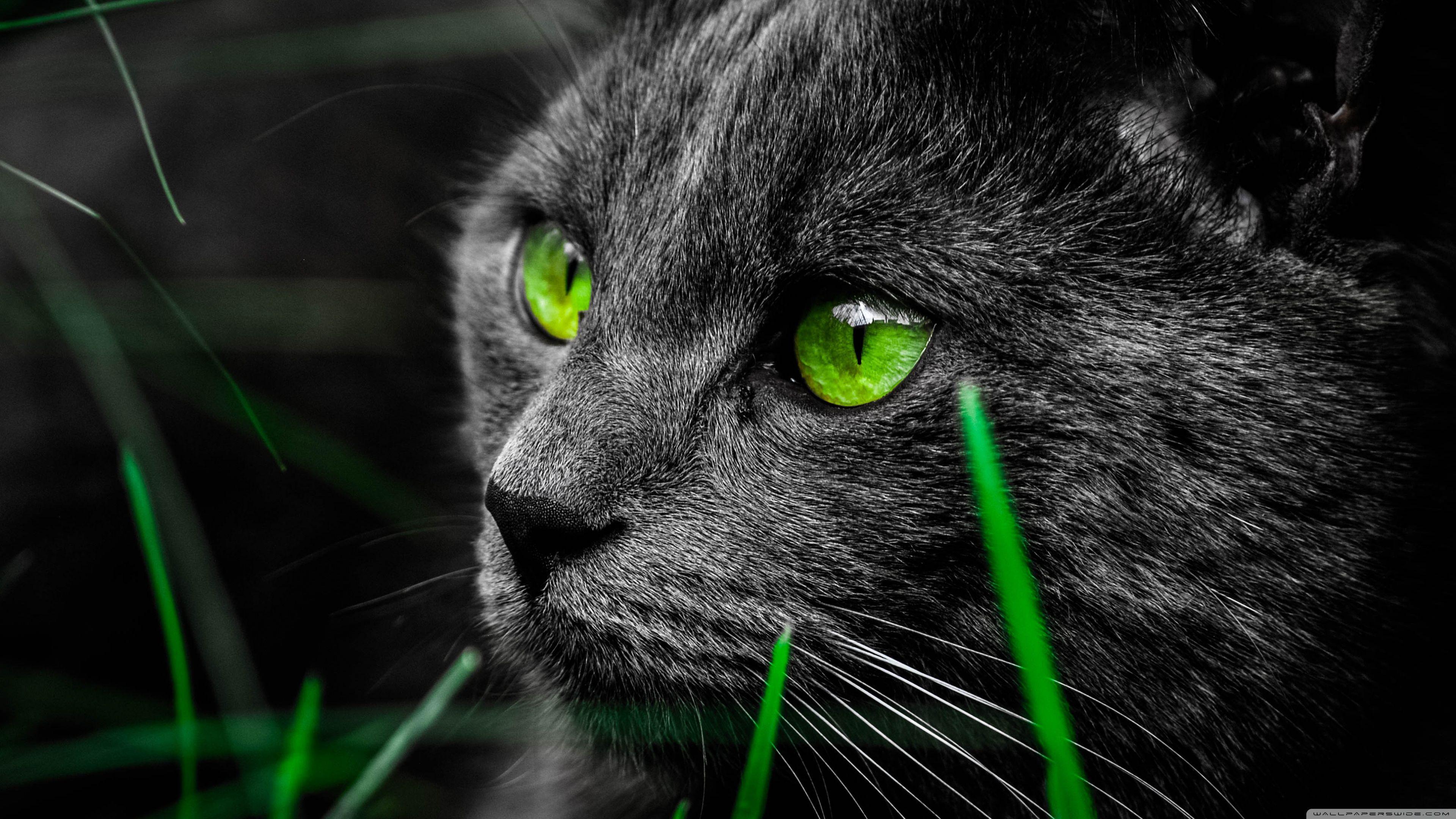 Cat Eye 4k Wallpaper Background Hd Wallpaper Background | Images and