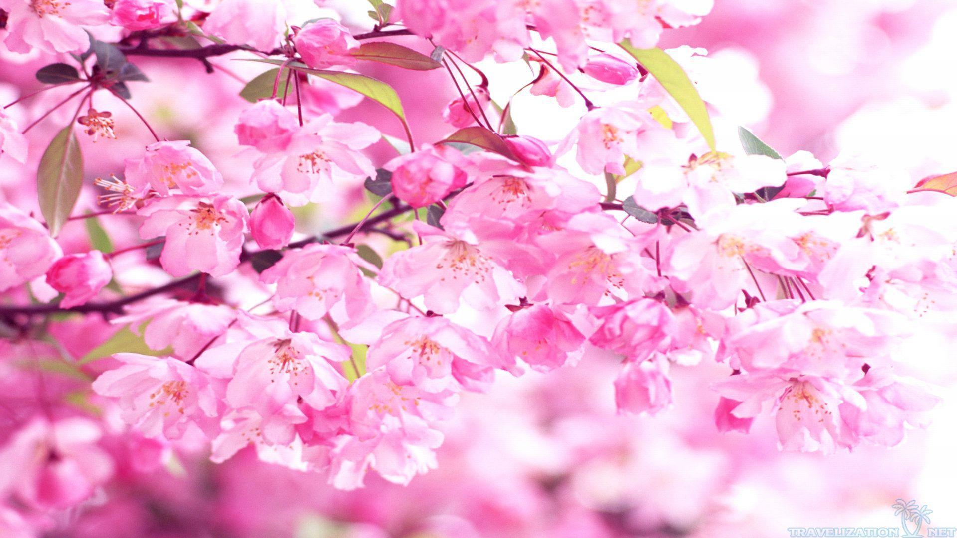 1920x1080 Free download pink cherry blossom wallpaper 1jpg [1920x1080]