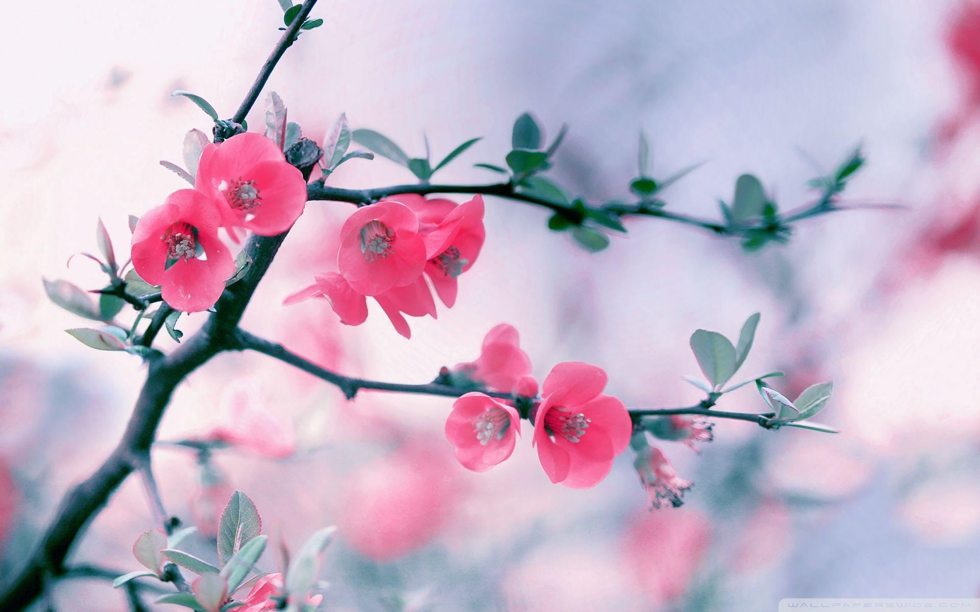 1920x1200 Spring pink blossom wallpaperx1200