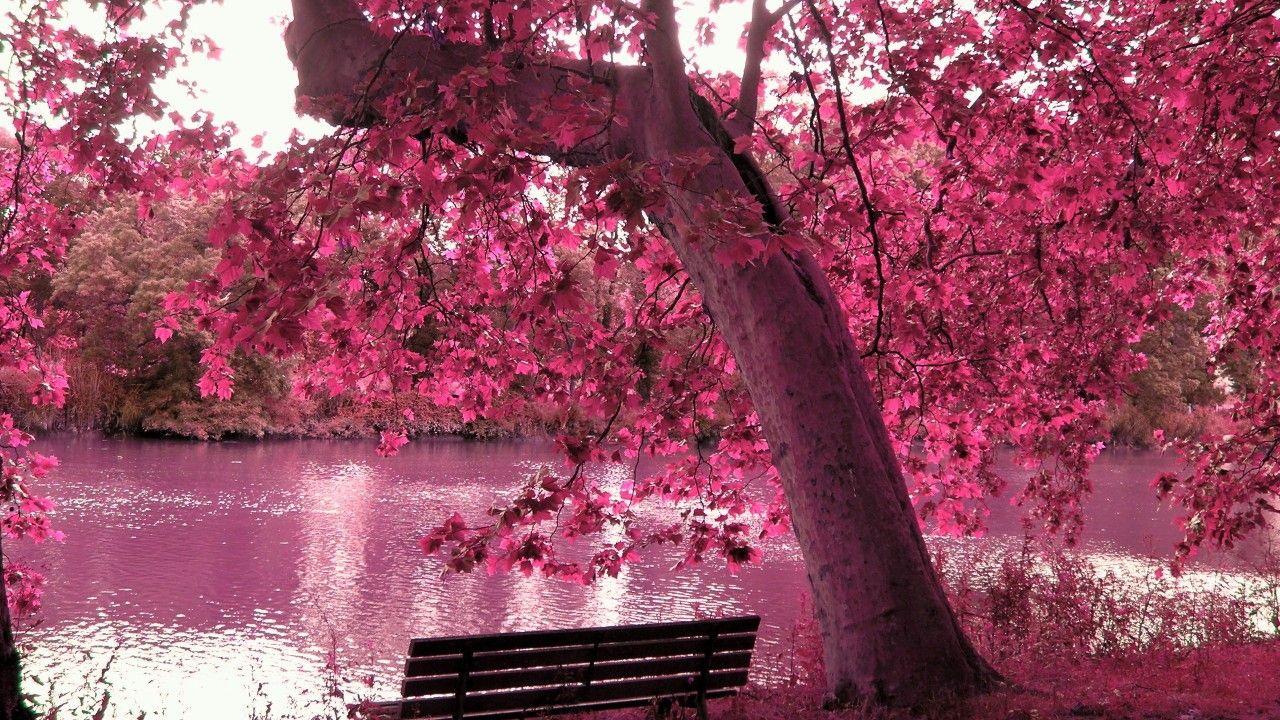 1280x720 Wallpaper cherry blossom, Nature,. Wallpaper for iPhone
