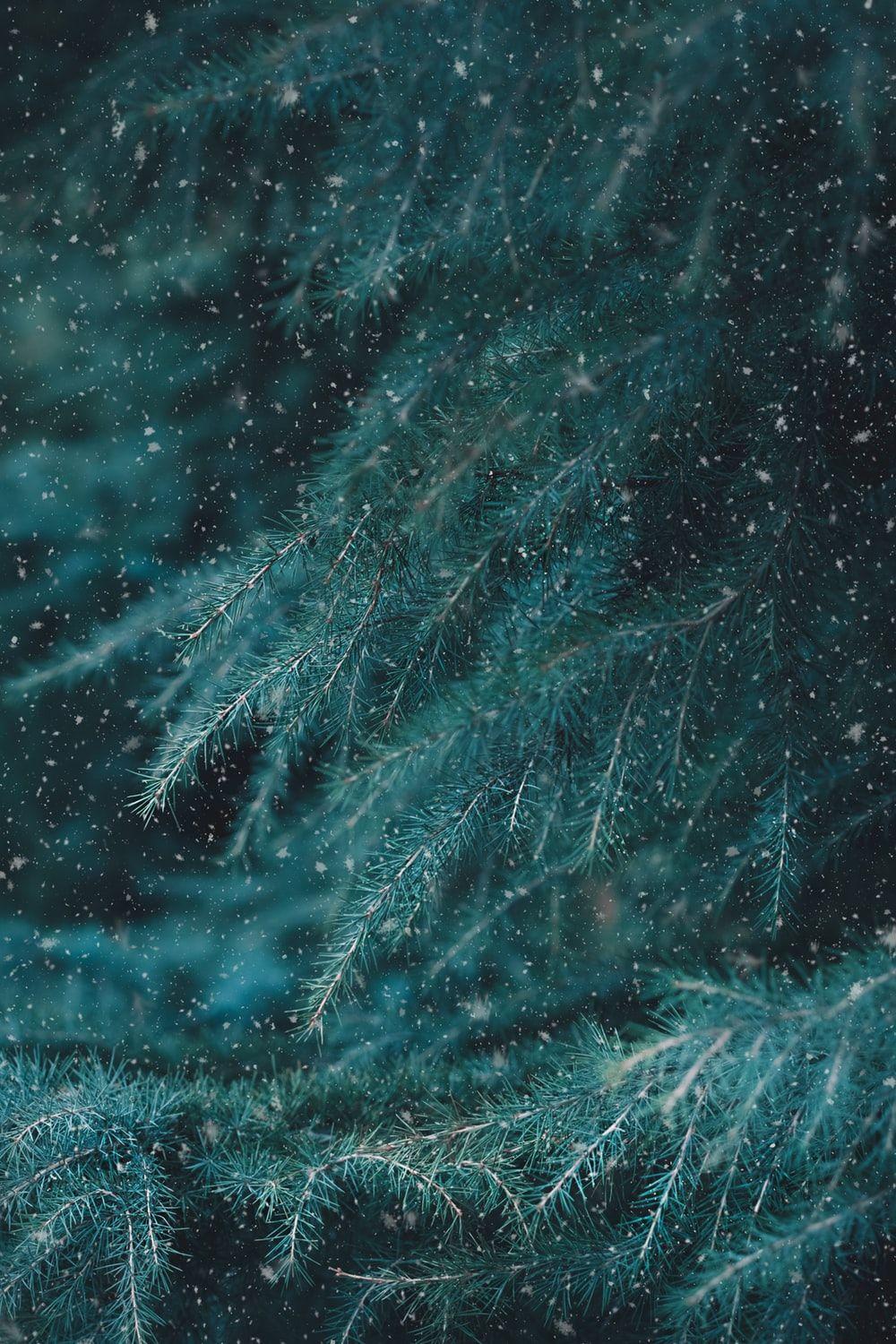 1000x1500 Smartphone Wallpaper. best free wallpaper, forest, woodland