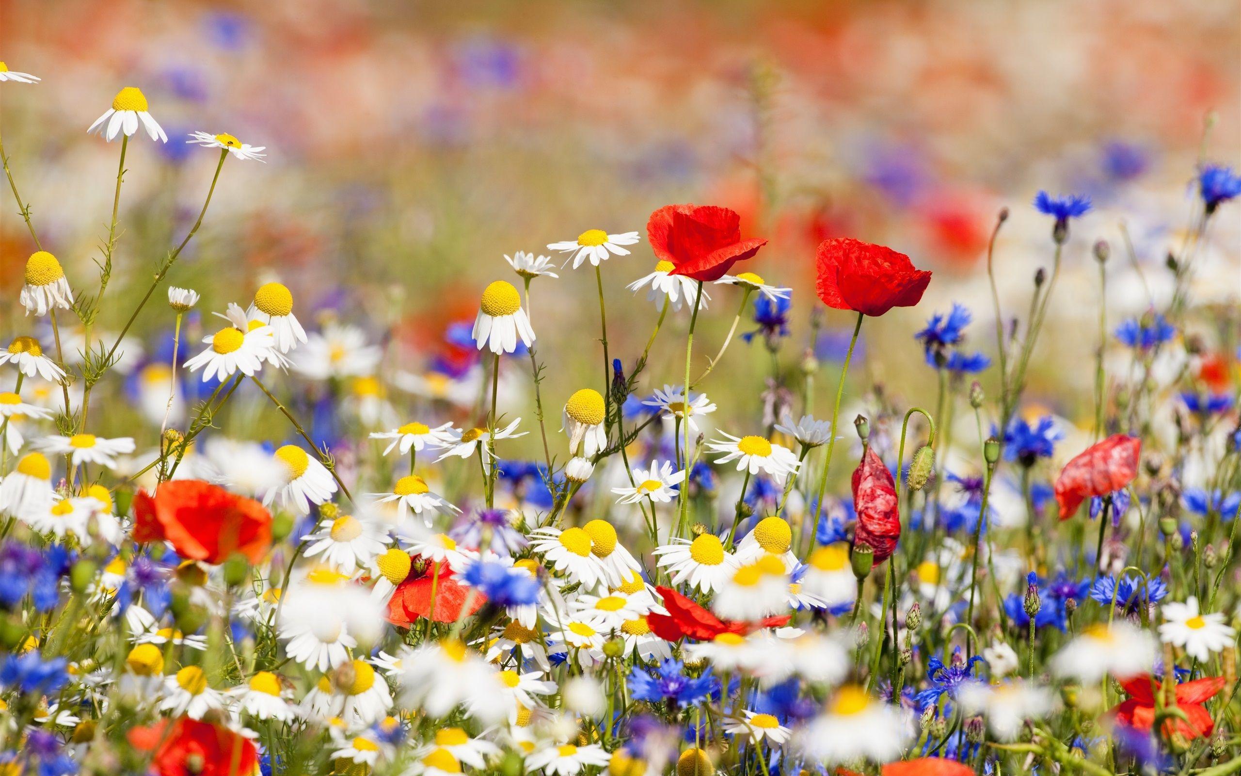 Hình nền cánh đồng hoa 2560x1600, hoa cúc trắng, hoa đỏ và xanh