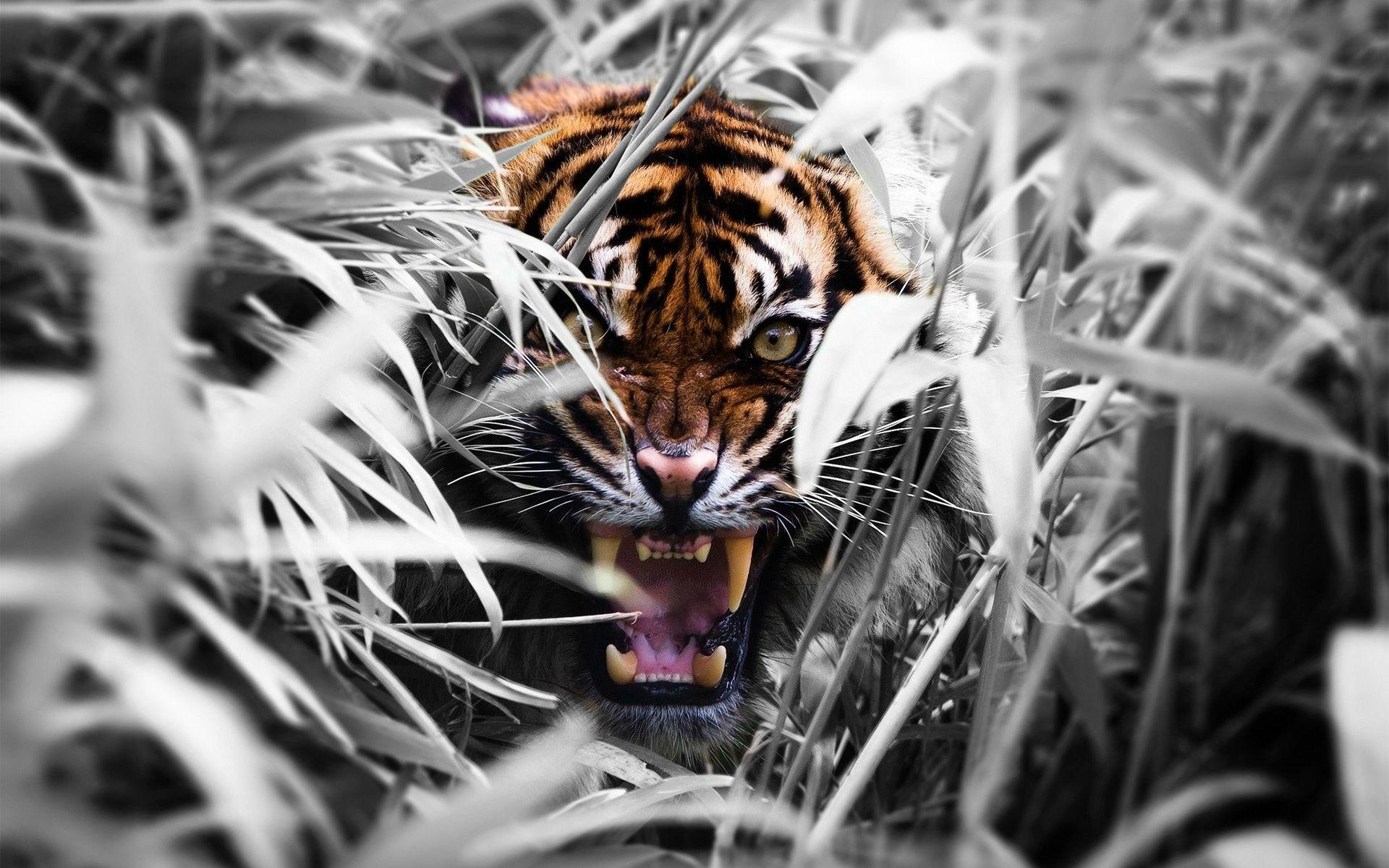 Angry Tiger Wallpapers - Top Free Angry Tiger Backgrounds - WallpaperAccess