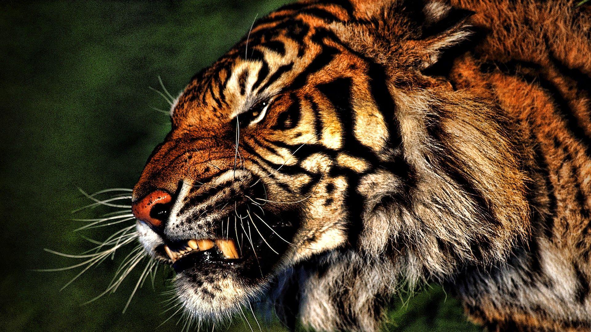 3D Tiger, angry, charged, cool, electric, tiger, HD phone wallpaper