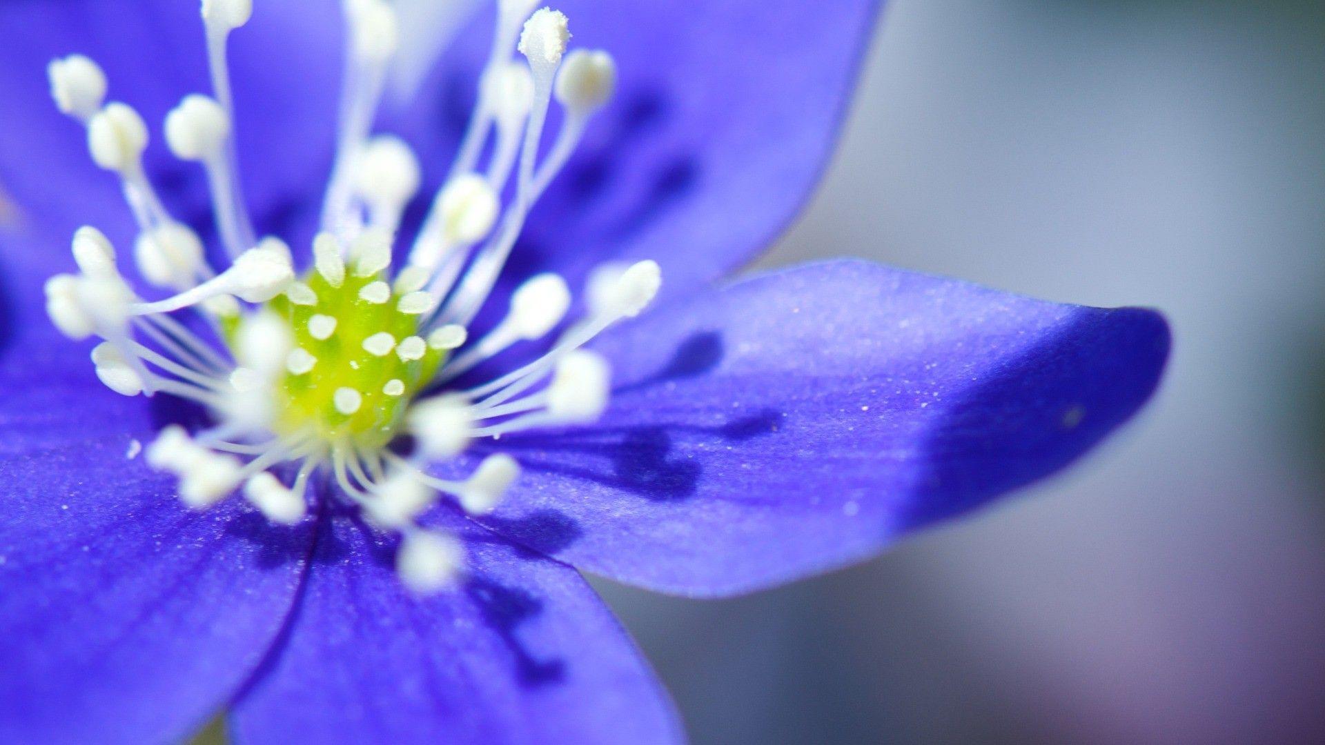 1920x1080 Flower hình nền Trang 608: White Freesias Blue Flower Sun Freesia