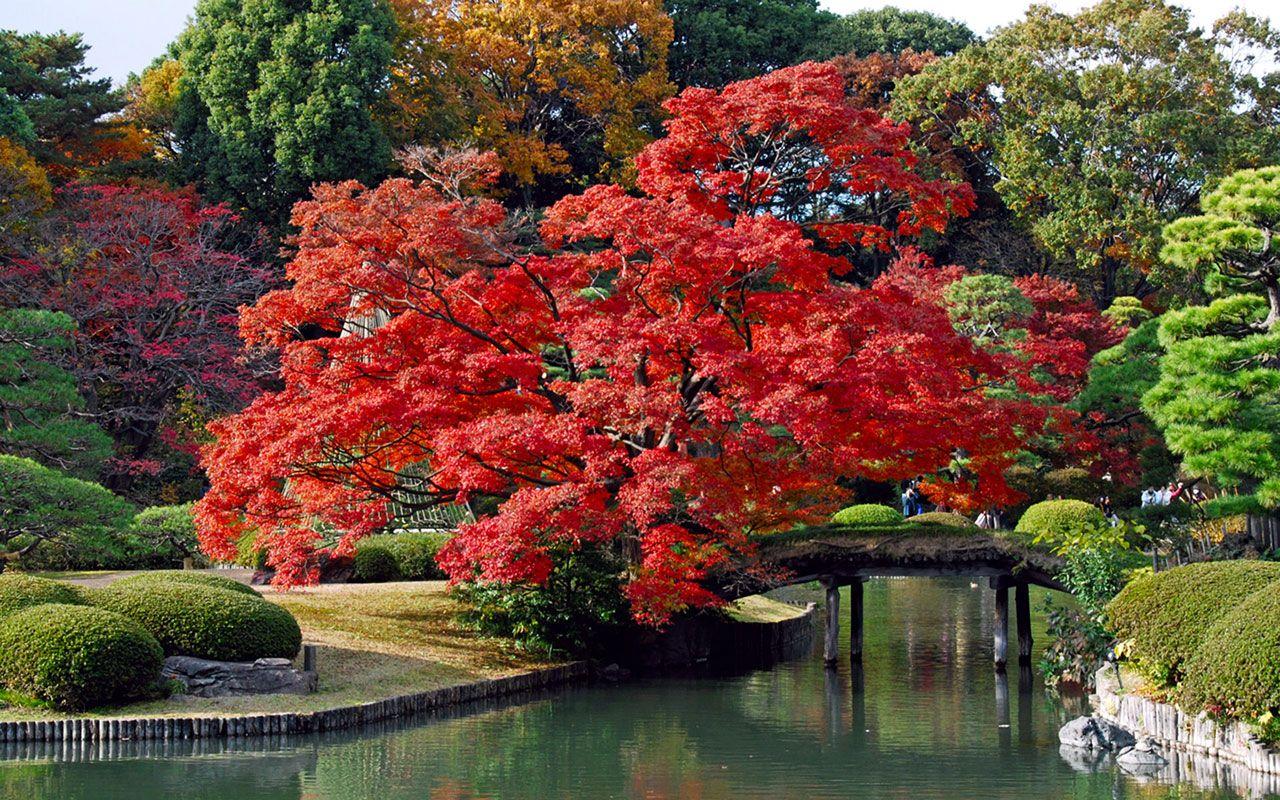 1280x800 Japanese autumn scenery wallpaper 3 － Landscape Wallpaper