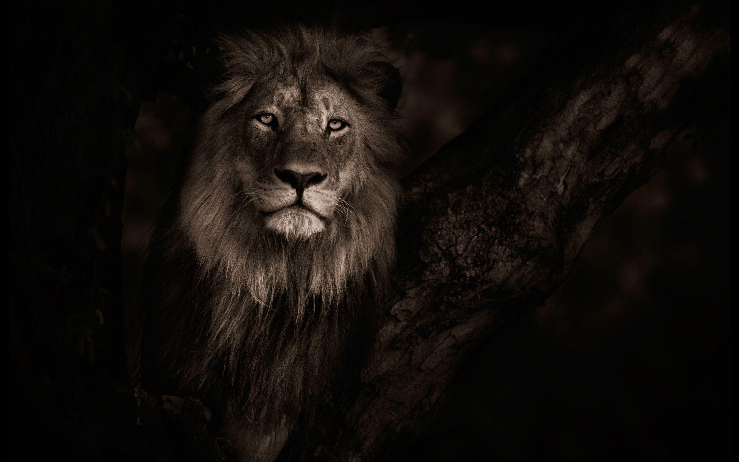 2560x1600 24 02 17 Lion Wallpaper 644