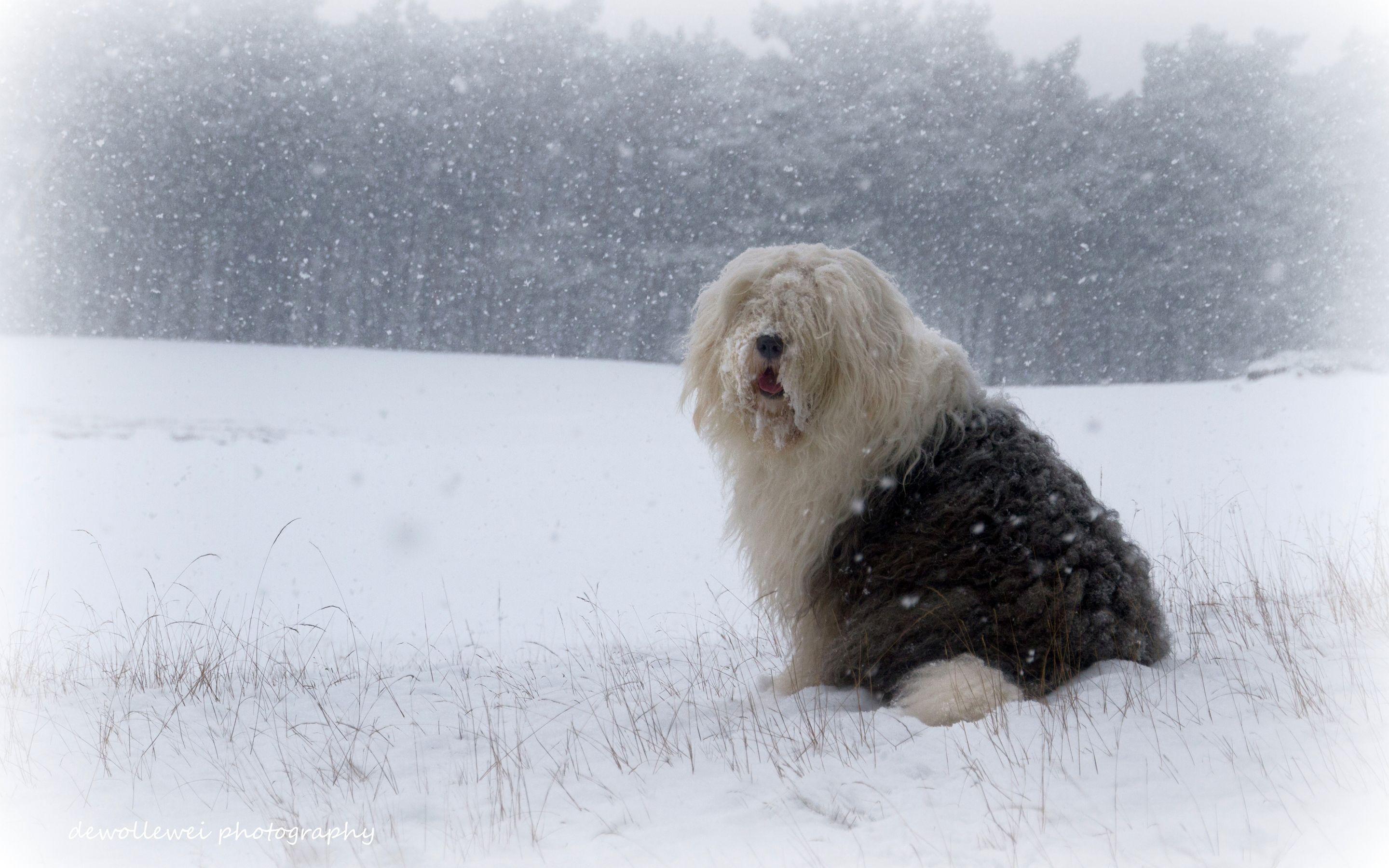 2880x1800 Old English Sheepdog HD Wallpaper