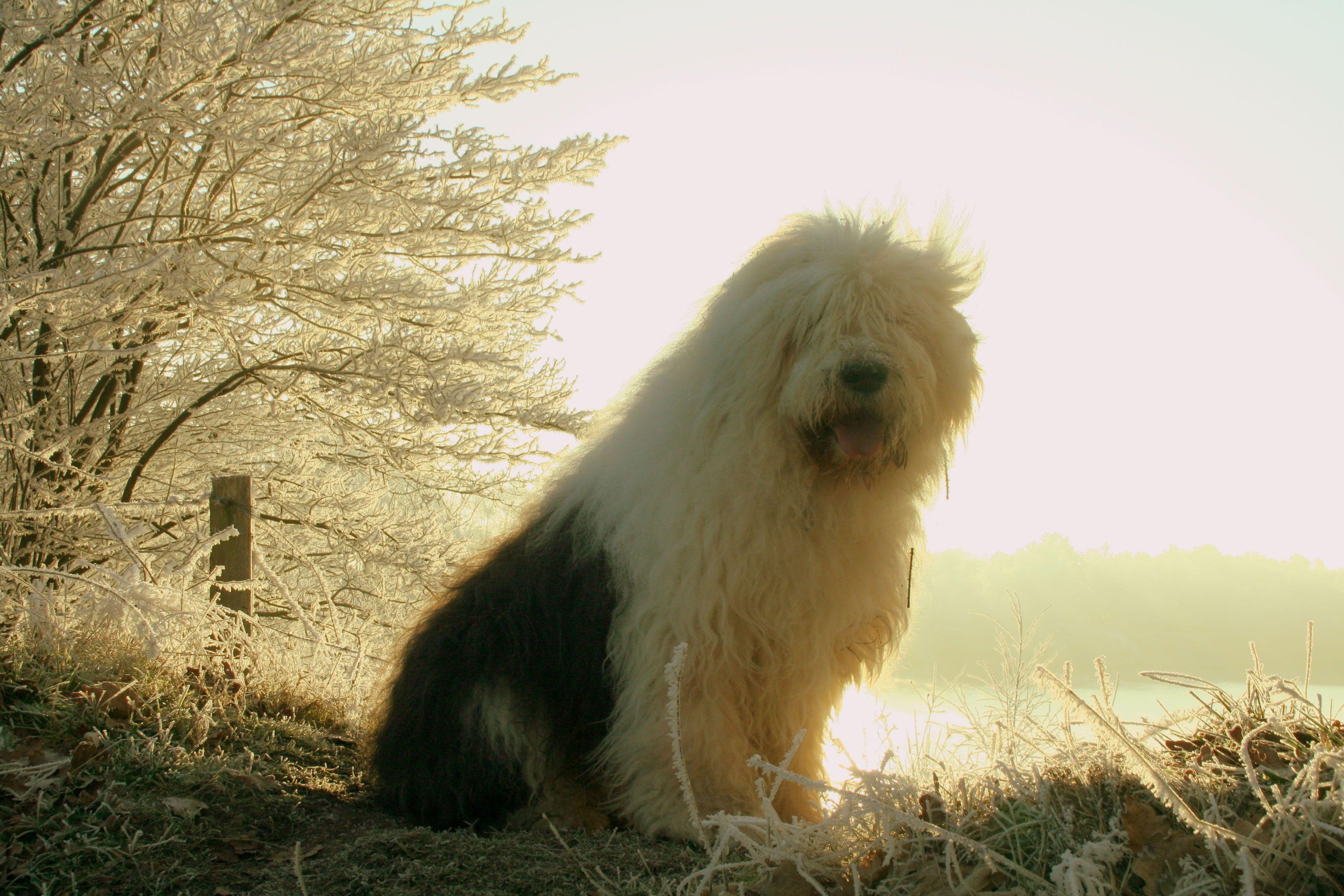 3456x2304 Old English Sheepdog Desktop Background