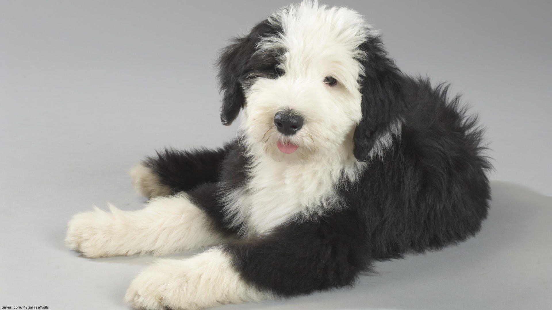 1920x1080 Old English Sheepdog HD Wallpaper
