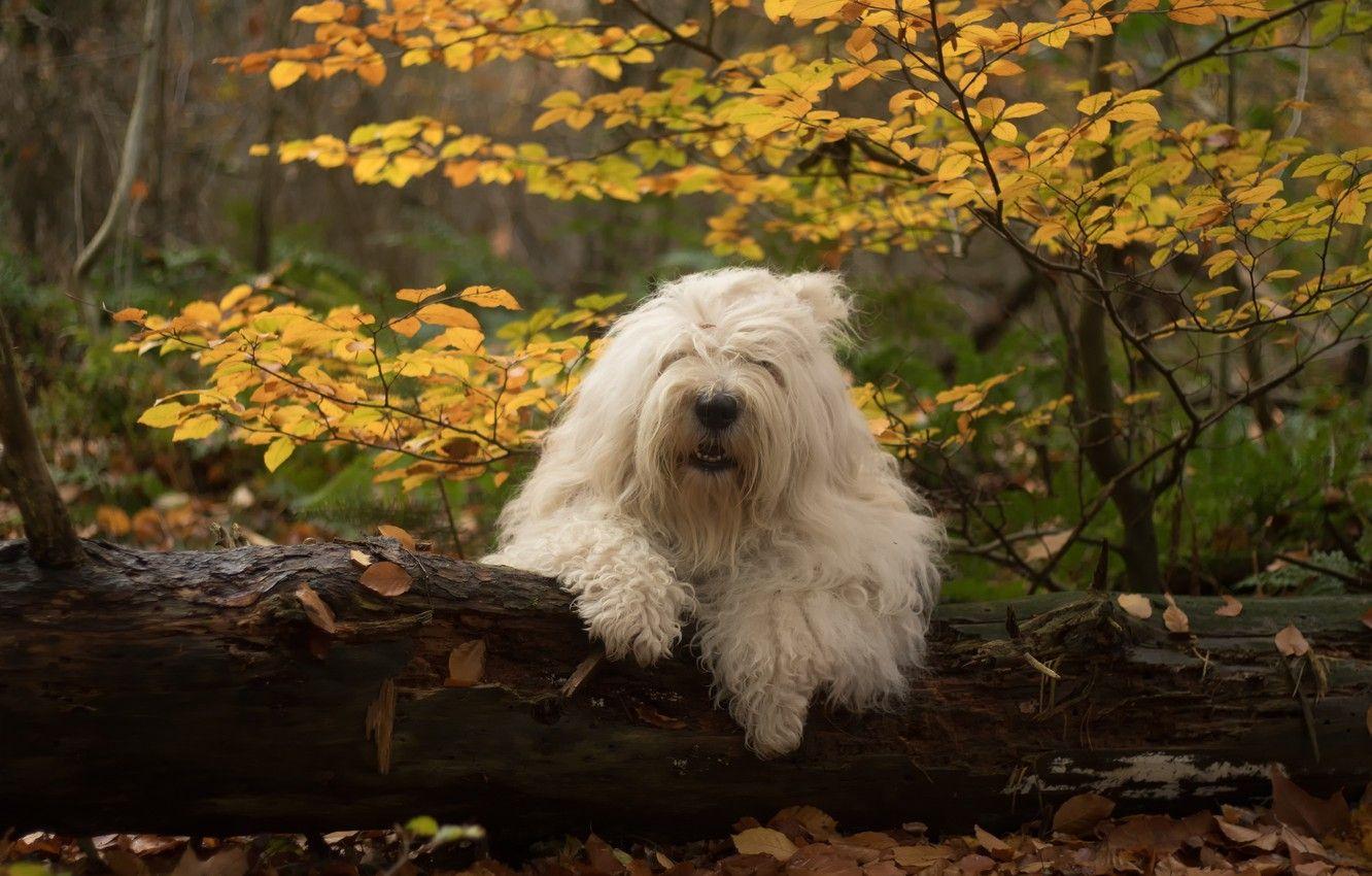 1332x850 Wallpaper autumn, forest, dog, log, Bobtail, The old English
