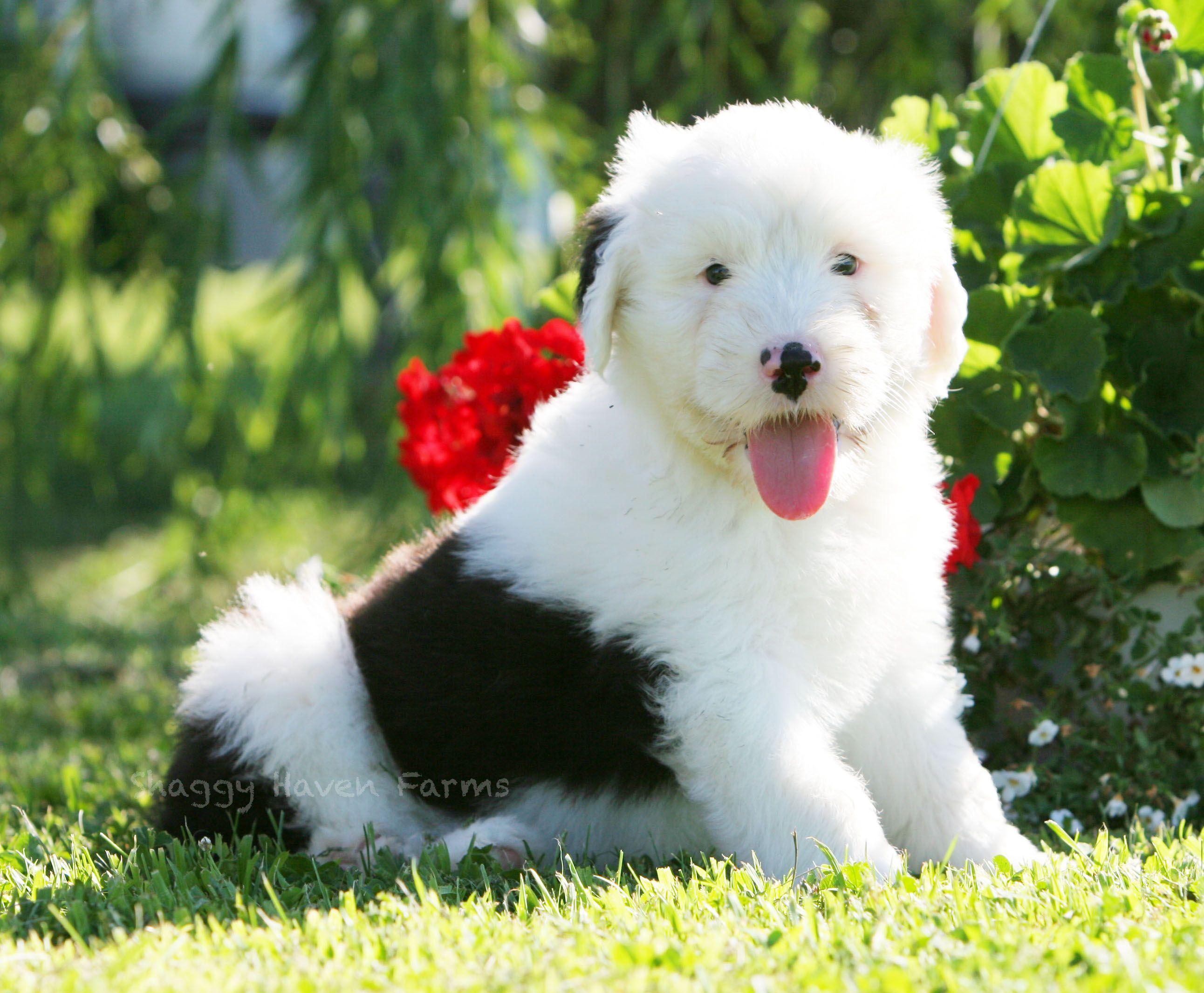 2584x2132 Old English Sheepdog with a flower photo and wallpaper. Beautiful