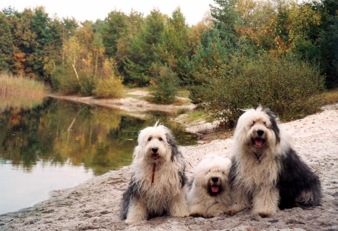 1151x786 Old English Sheepdog wallpaper, Animal, HQ Old English Sheepdog