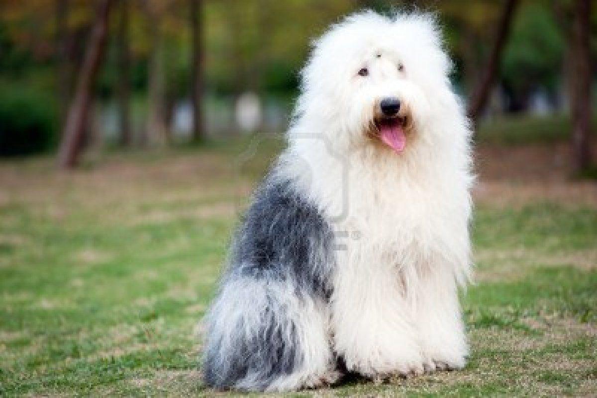 1200x801 Free download free old english sheepdog wallpaper MEMEs 1200x801