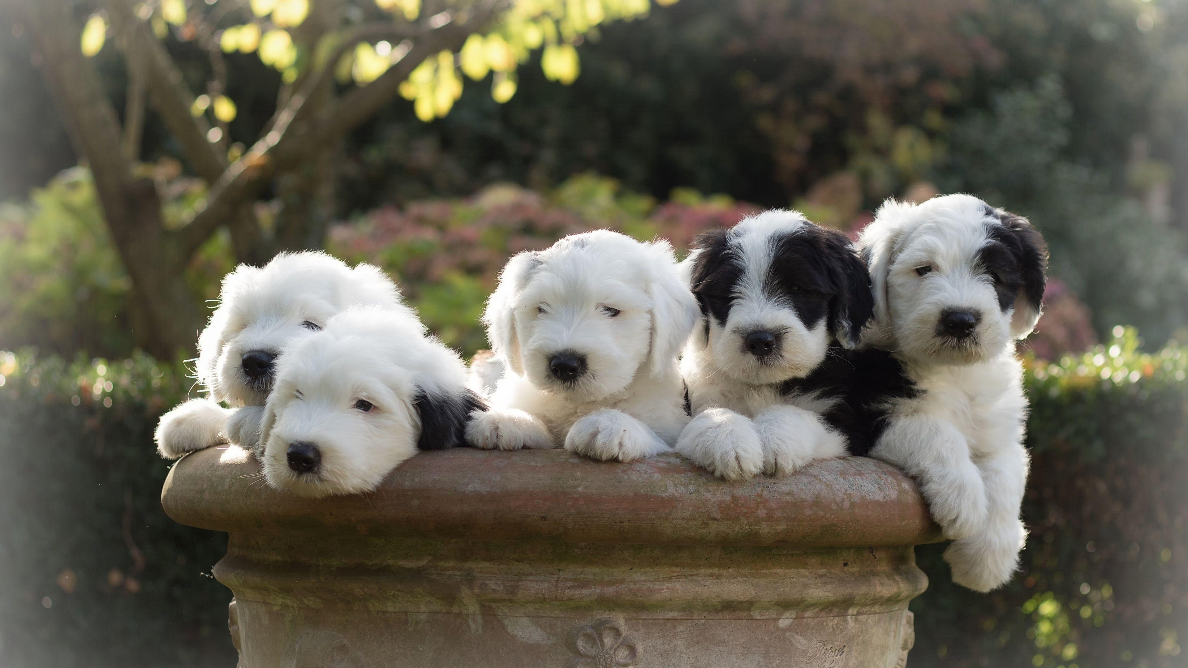 3840x2160 Wallpaper puppies Old English Sheepdog dog Animals 3840x2160