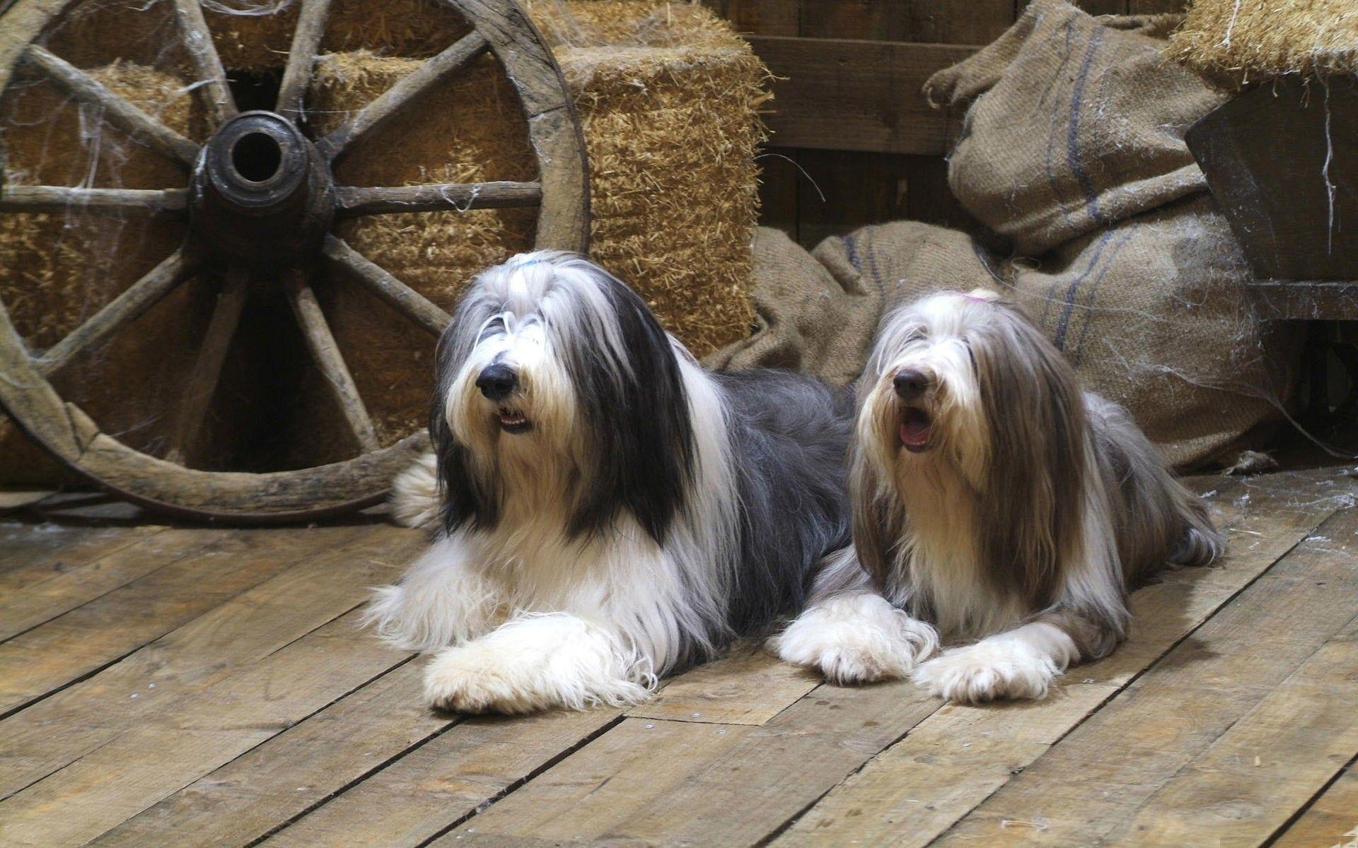 1920x1200 Old, English, Sheepdog, High, Definition, Wallpaper, Download