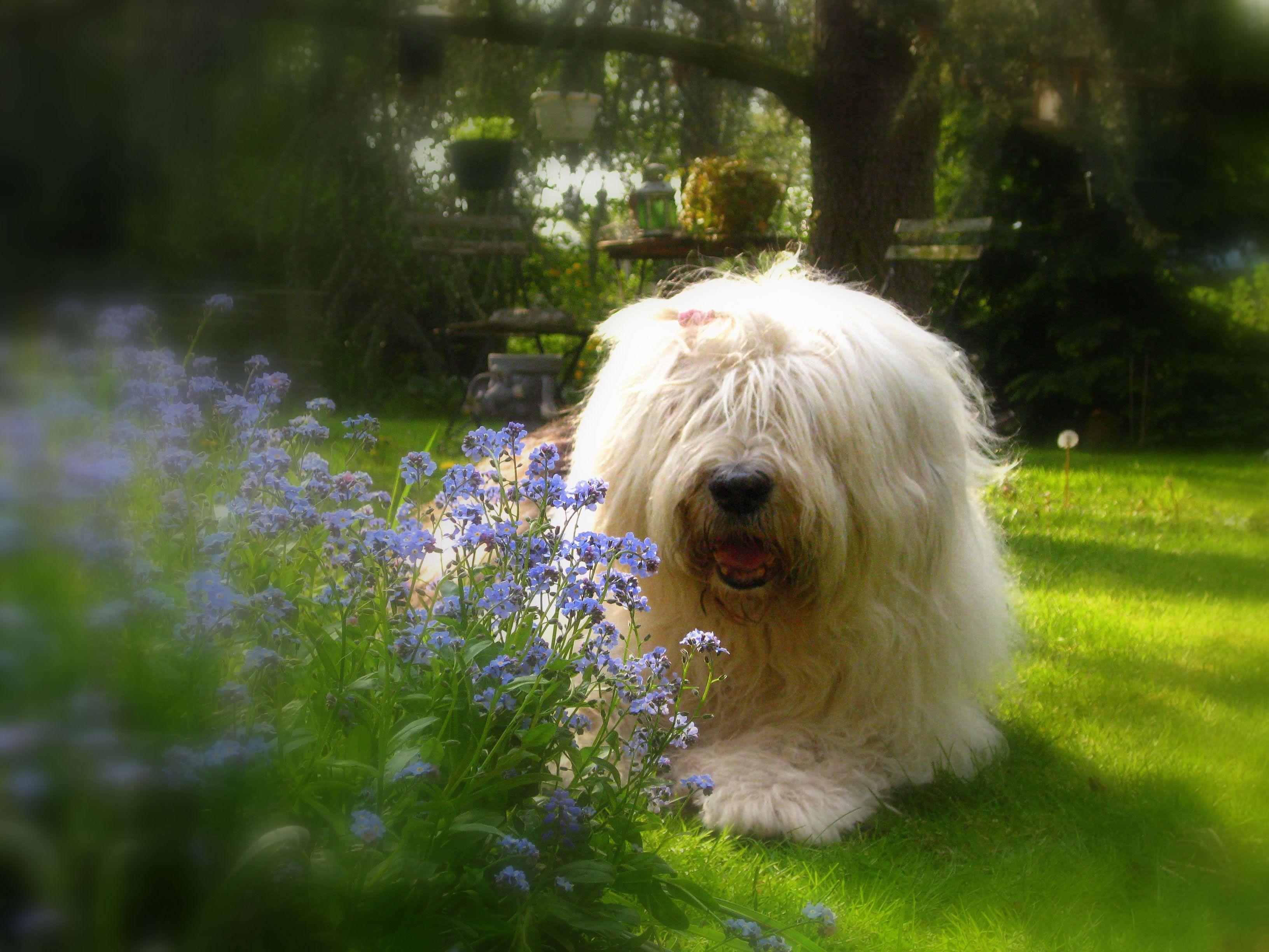3264x2448 Old English Sheepdog wallpaper (3) Doggy Rocks