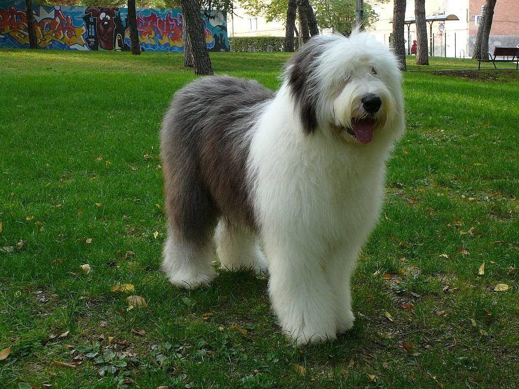 1024x768 Old English Sheepdog wallpaper, Animal, HQ Old English Sheepdog