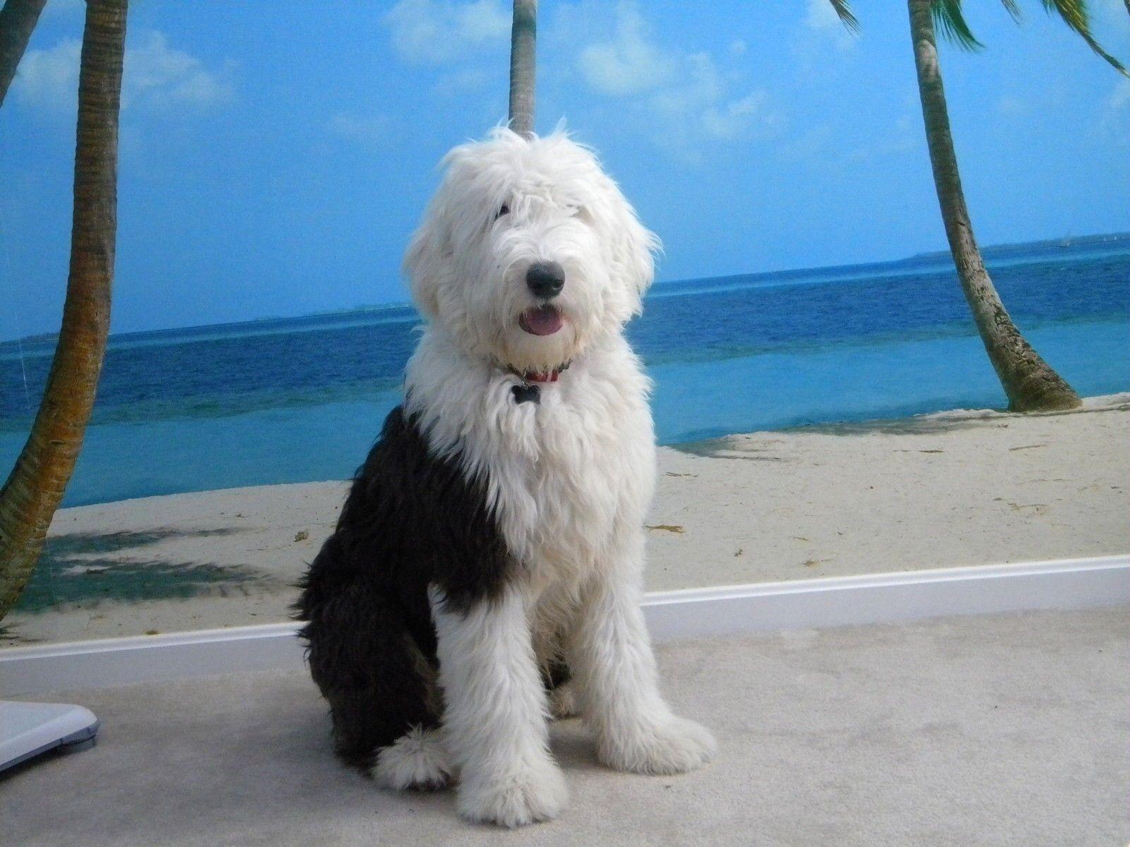 1600x1200 Old, English, Sheepdog, Widescreen, High, Definition, Wallpaper