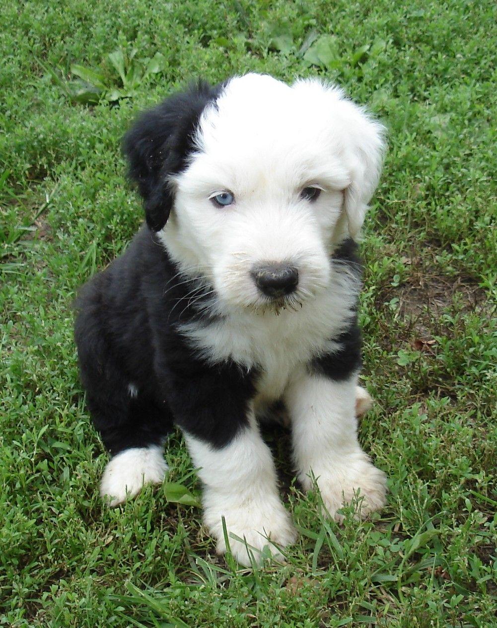 1001x1265 Old English Sheepdog Puppy. wallpaper, HD wallpaper, background