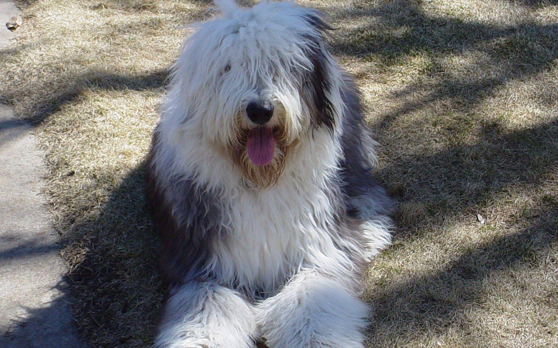 1920x1200 Free download Old English Sheepdog Funny Fac Wallpaper 1920x1200