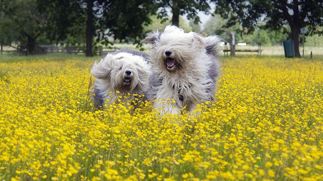 1366x768 Desktop Wallpaper Old English Sheepdog Dogs Running 2 1366x768