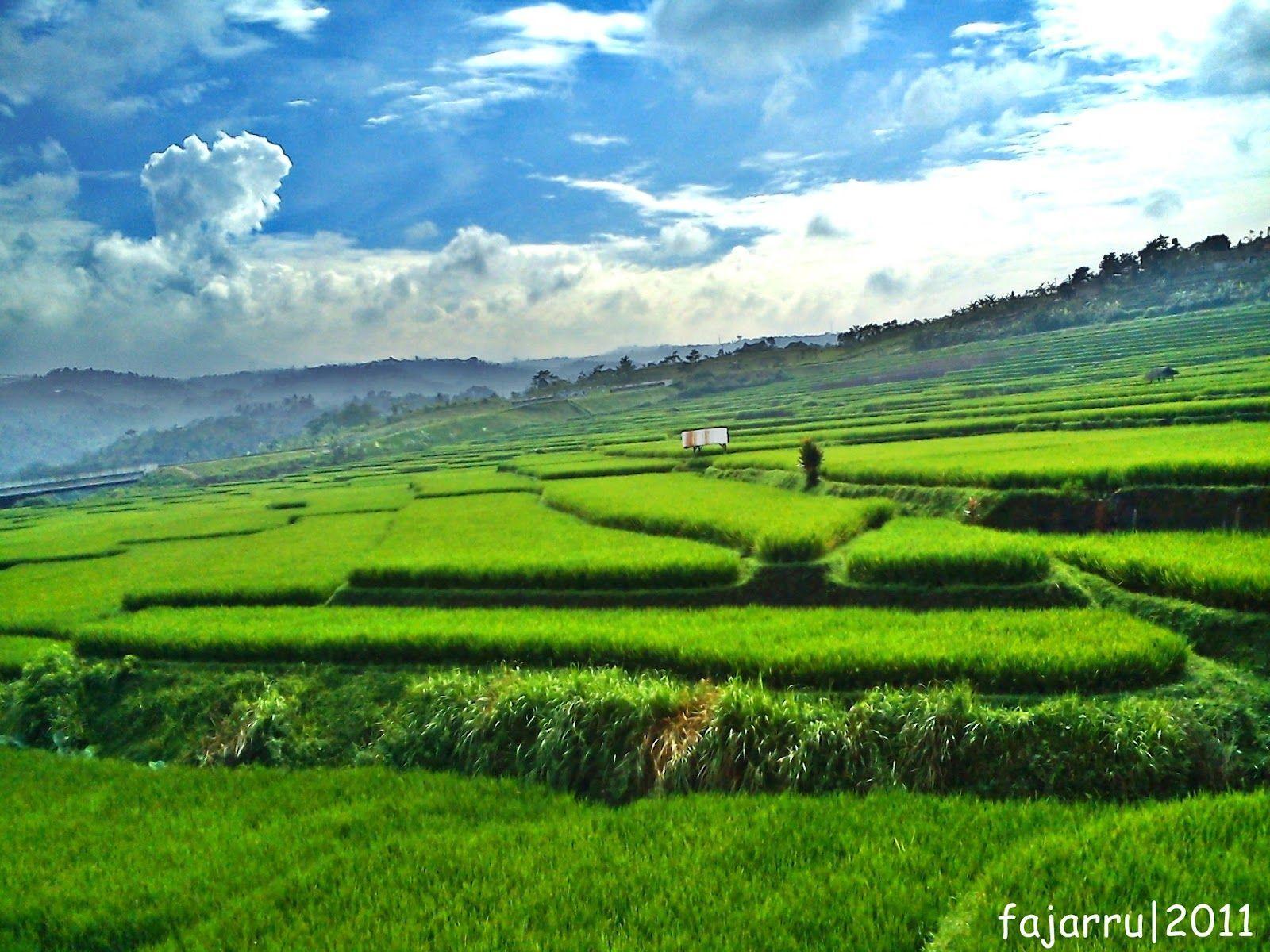 Pemandangan Di Sawah Padi - Ekosistem Sawah | XCH Blog : Dulur perlu tau cara menanam padi yang tepat dan sudah terbukti hasilnya.