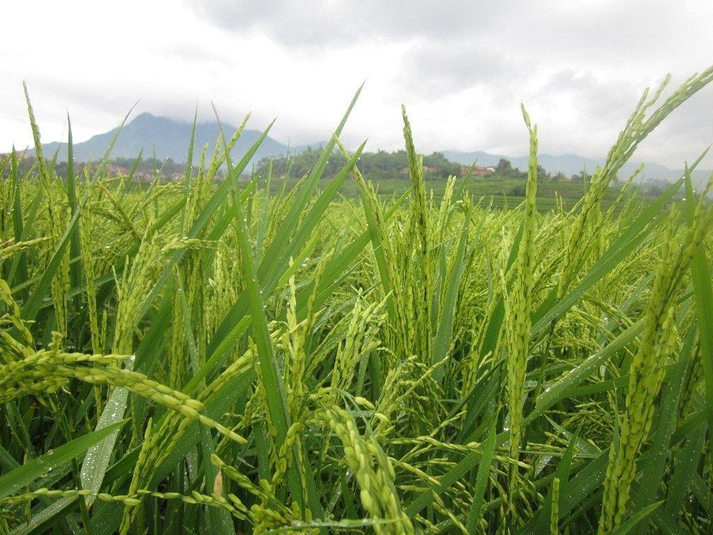 1024x768 Hình nền Paddy