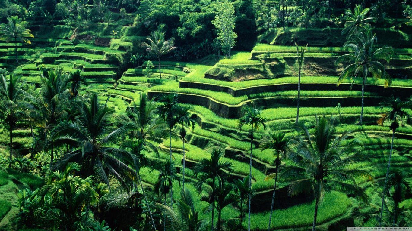 1366x768 HD 16 - Bali HD - Tải xuống hình nền & hình nền HD