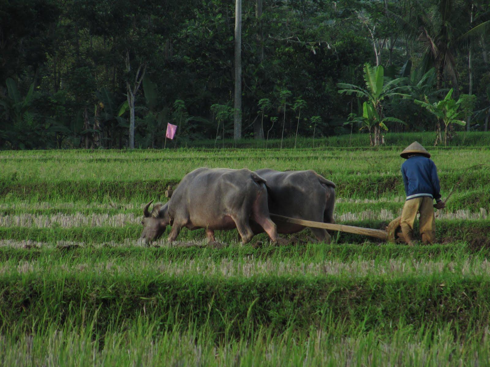 1600x1200 Hình nền Sawah - Hình nền HD miễn phí
