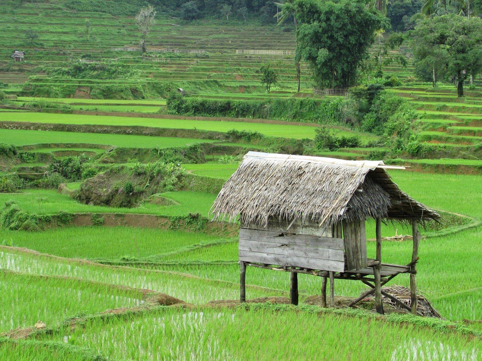 Gambar Pemandangan Gunung Dan Sawah Yang Mudah Homeca 6715