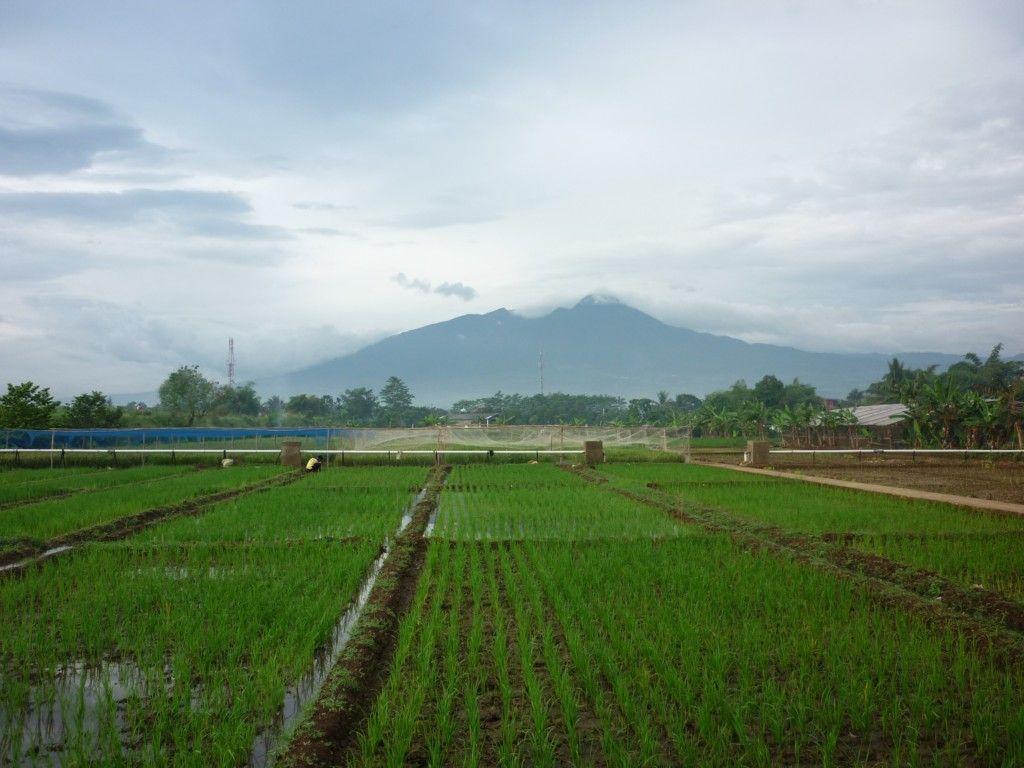 1024x768 Hình nền Sawah Baru Hình nền 1024x768 - Chưa được phân loại 112