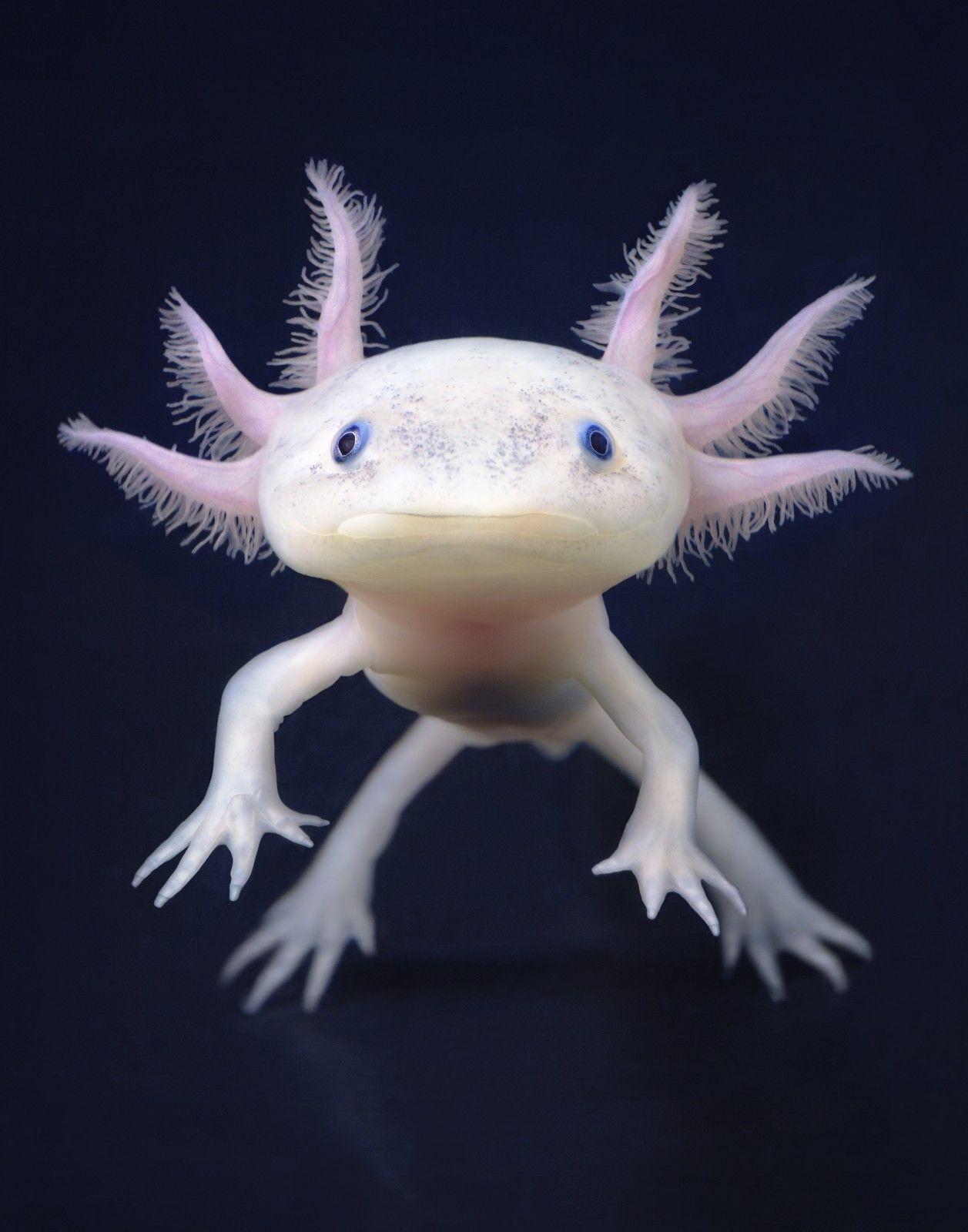 Download 3D Baby Axolotl Wallpaper  Wallpaperscom