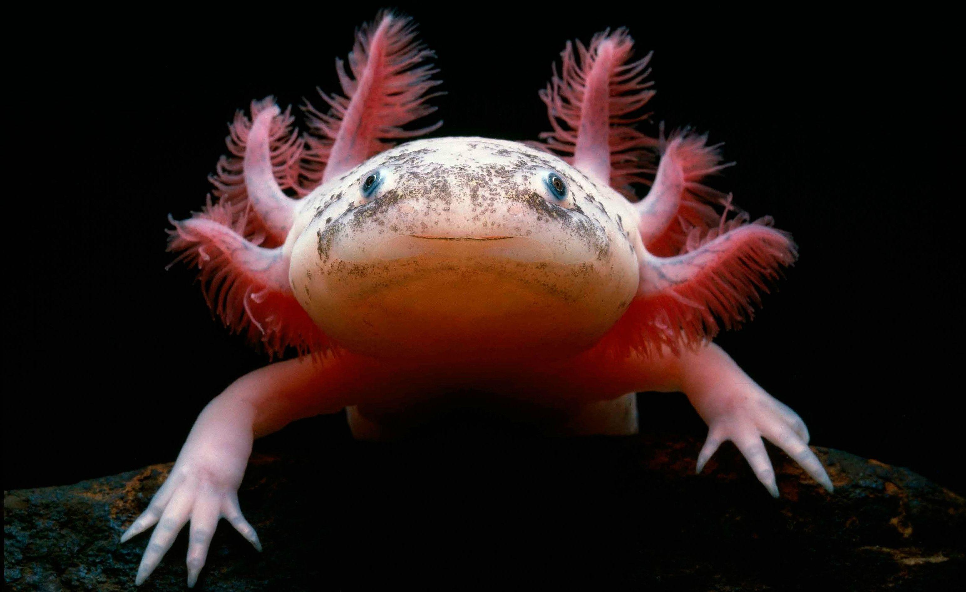 Axolotl Wallpapers - Top Free Axolotl Backgrounds - WallpaperAccess