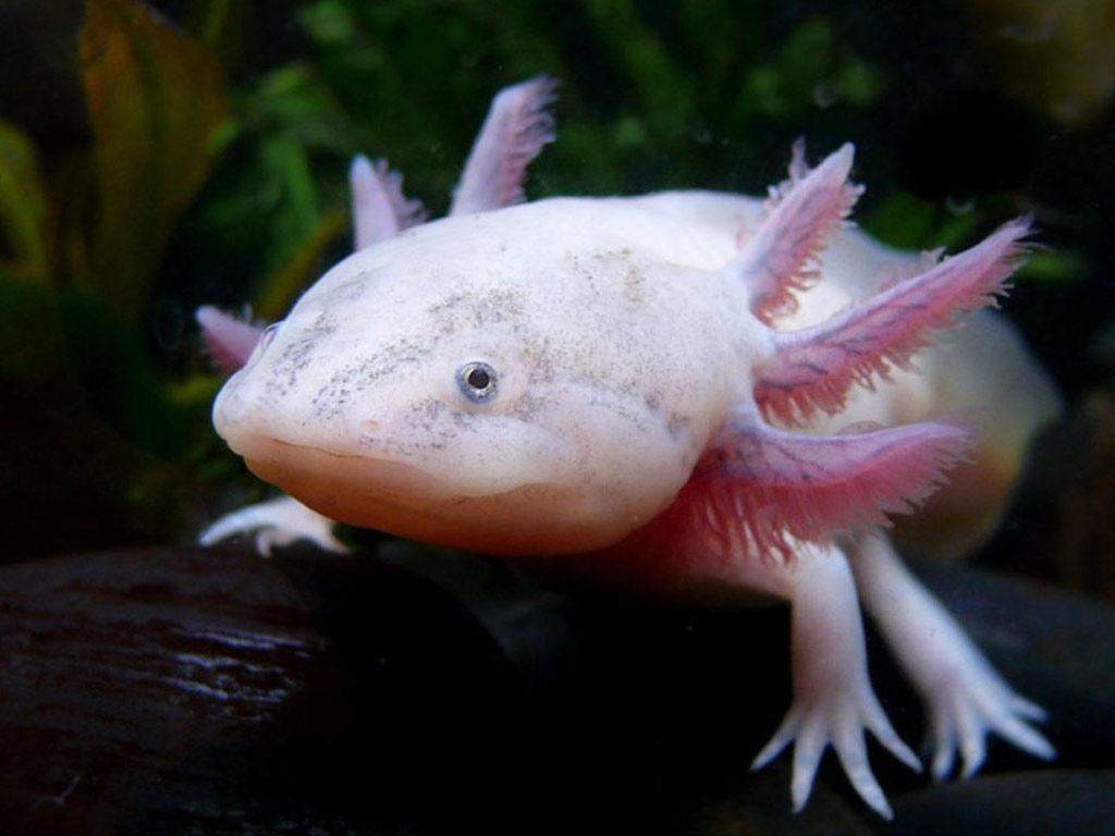 Pink Axolotl Wallpapers  Wallpaper Cave