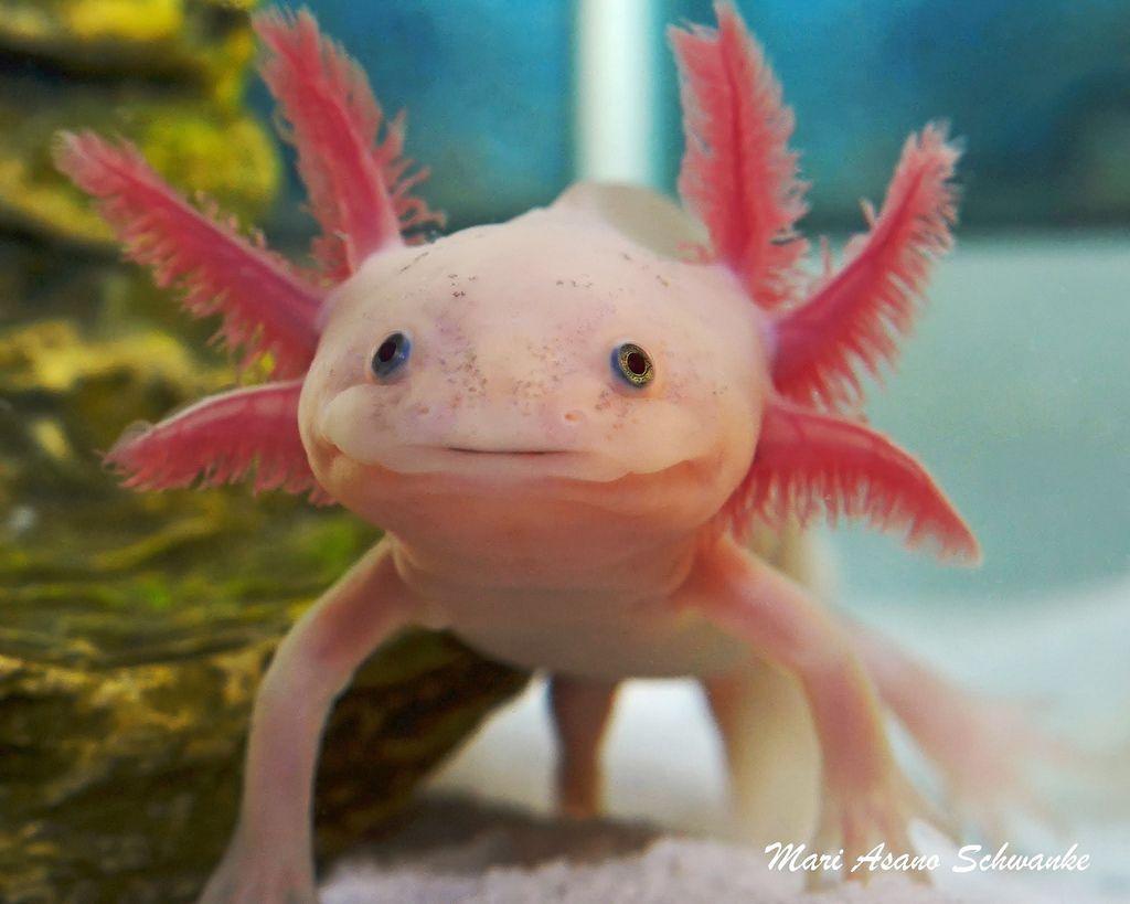 Axolotl  Vladstudio