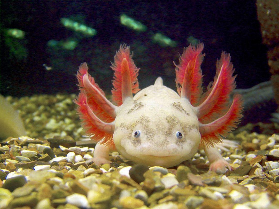 Axolotl Wallpapers - Top Free Axolotl Backgrounds - WallpaperAccess