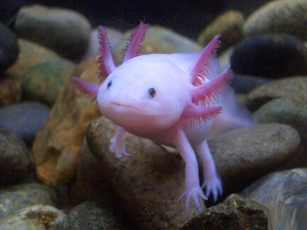 Axolotl Wallpapers - Top Free Axolotl Backgrounds - WallpaperAccess