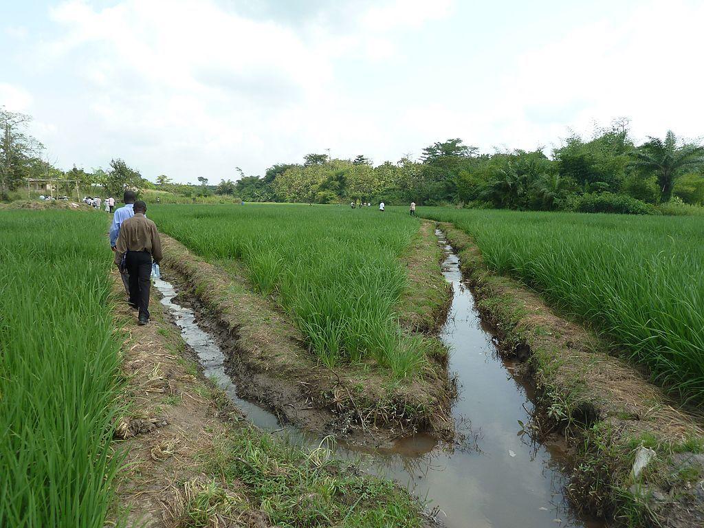 1024x768 Trồng lúa Sawah trong thung lũng nội địa ở Ashanti