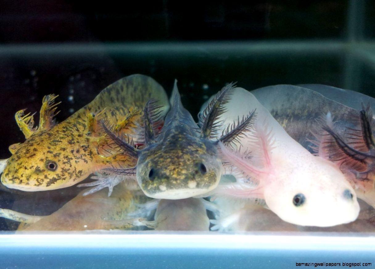1216x873 Mexican Walking Fish
