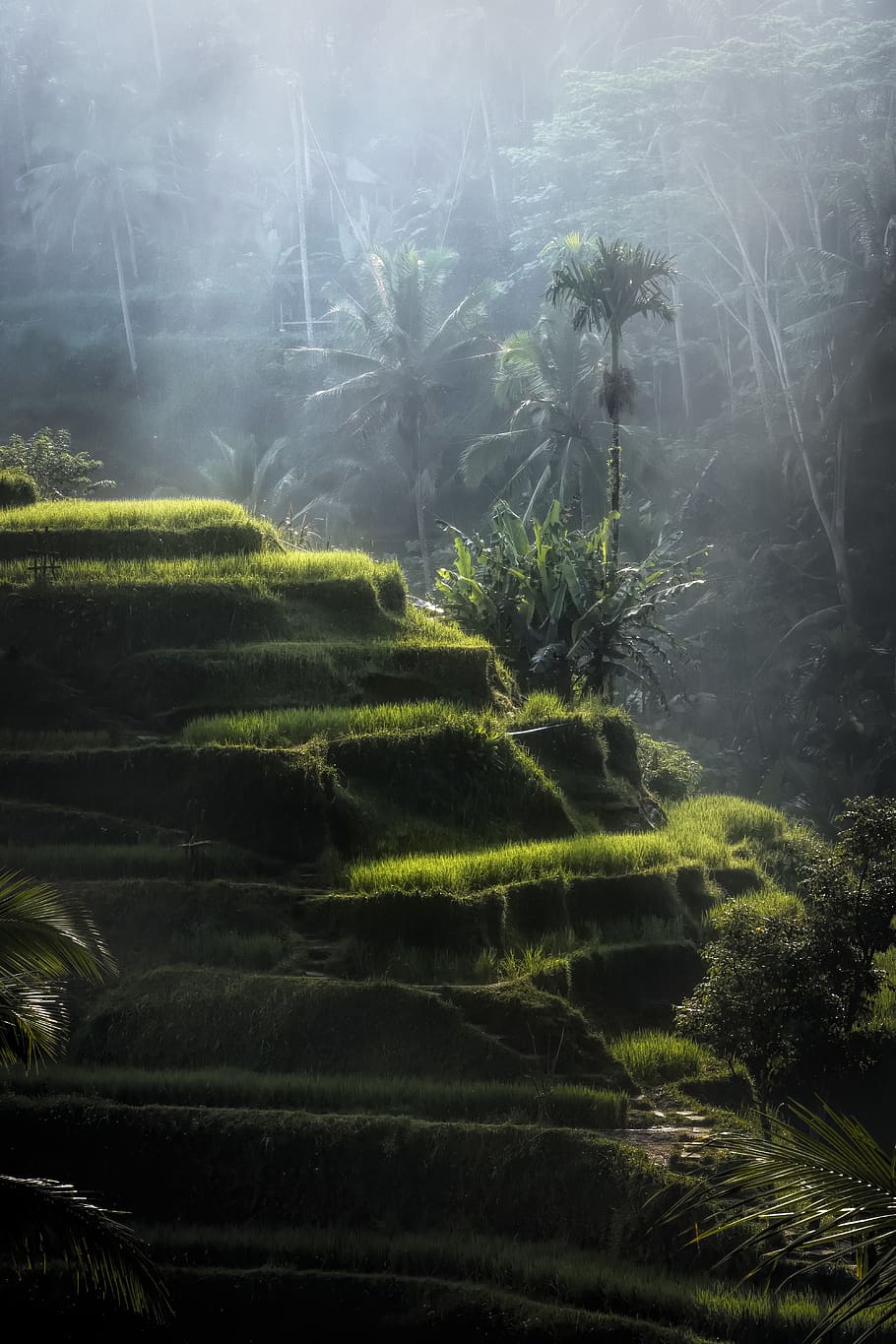 Hình nền HD 910x1365: Green Hill, Bali, môi trường, sương mù, có sương mù, phong cảnh