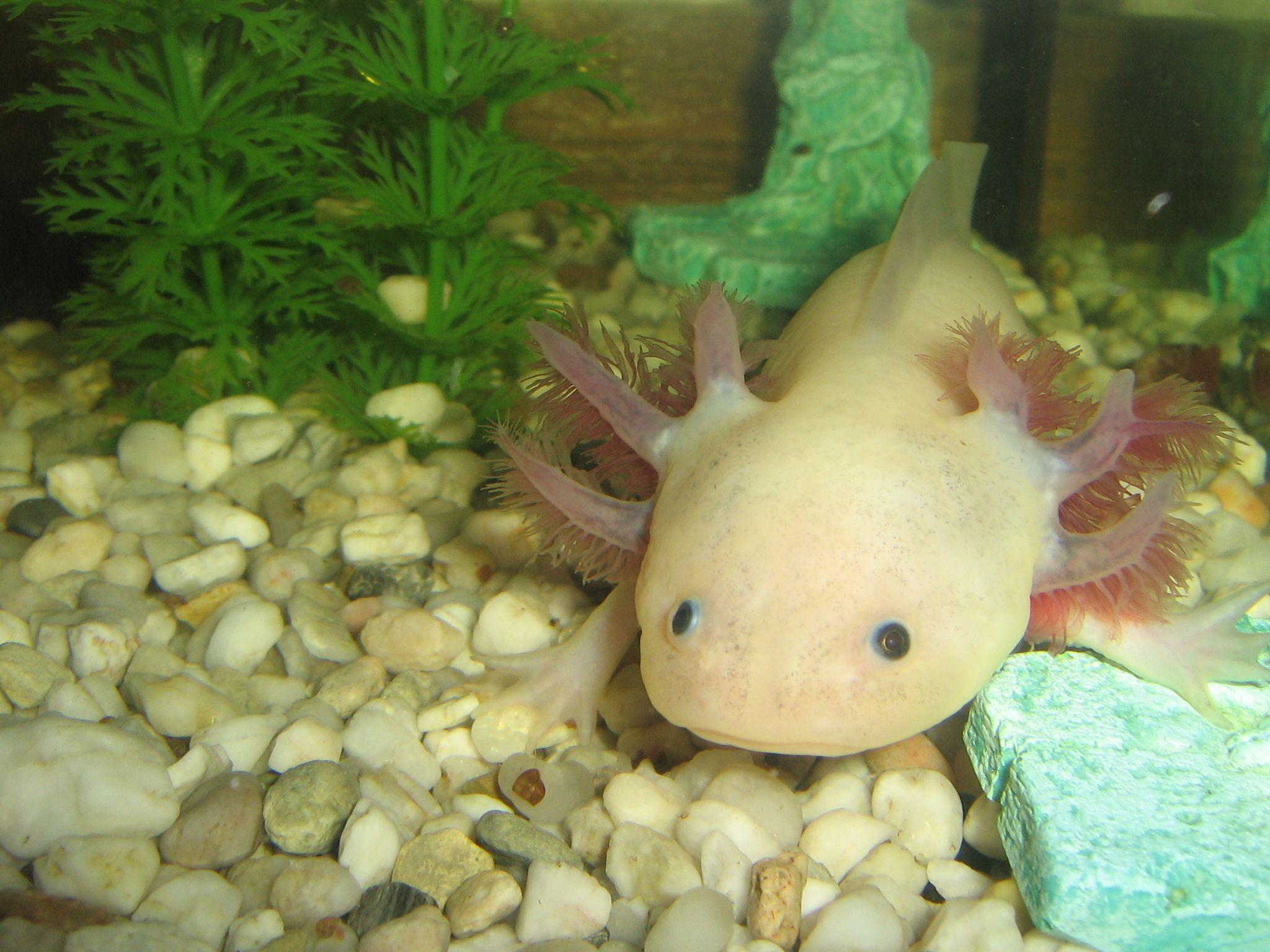 2048x1536 Axolotl Wallpaper Background