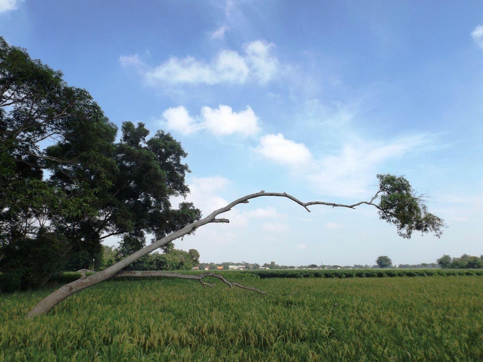 1600x1200 Foto Sawah Di Karawang - Cánh đồng, Hình nền & nền HD