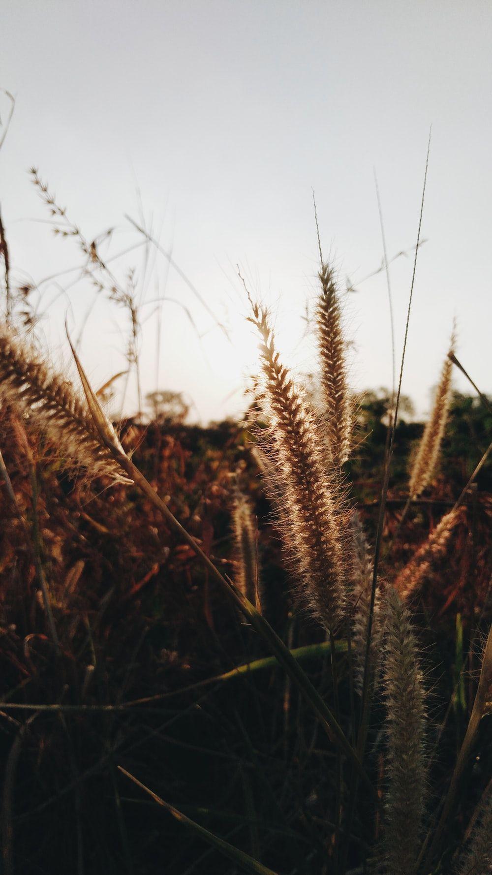 Hình ảnh Sawah Besar 1000x1778